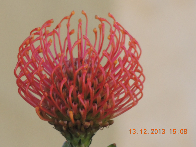 flower #2 442_.jpg