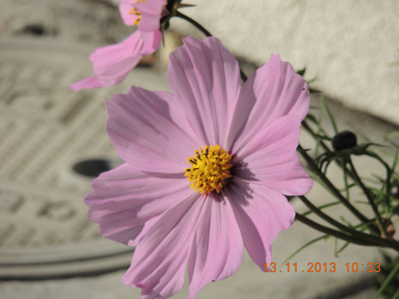 flower #2 236_.jpg