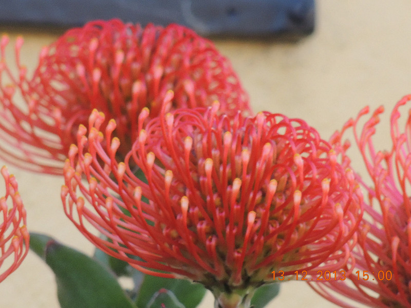 flower #2 393_.jpg