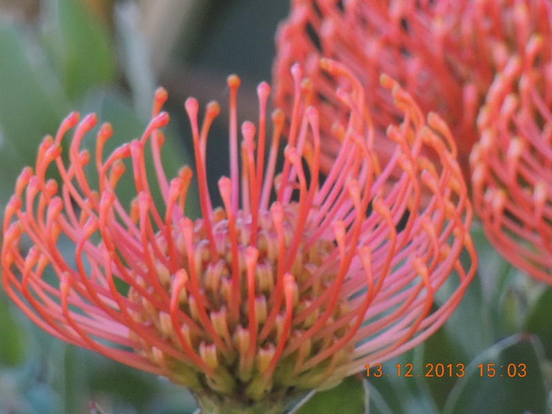 flower #2 414_.jpg