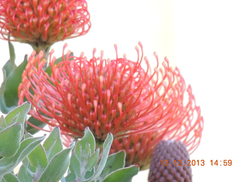 flower #2 388_.jpg