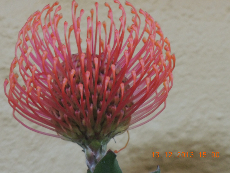 flower #2 390_.jpg