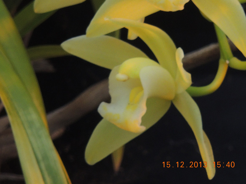 flower #2 473_.jpg