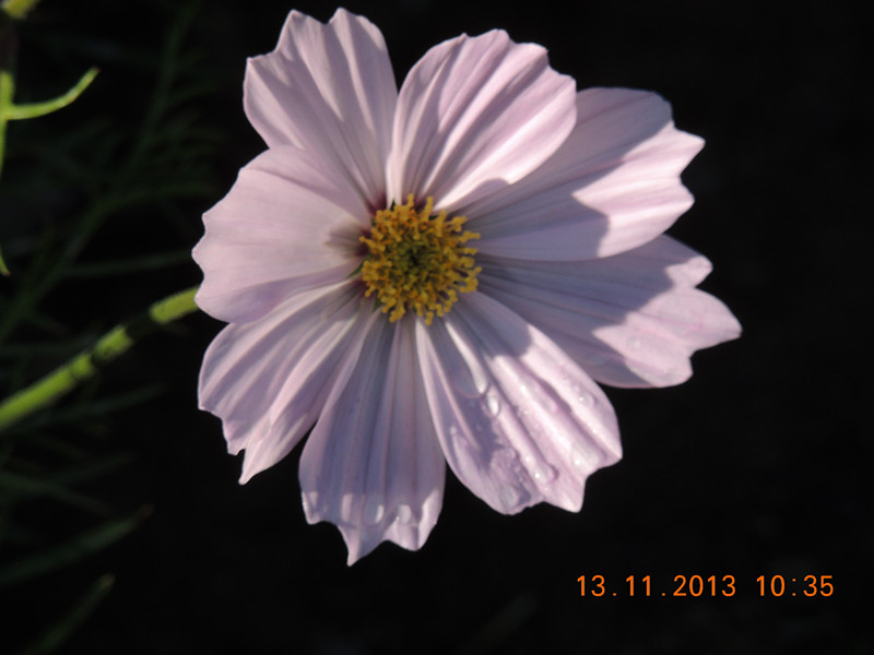 flower #2 245_.jpg