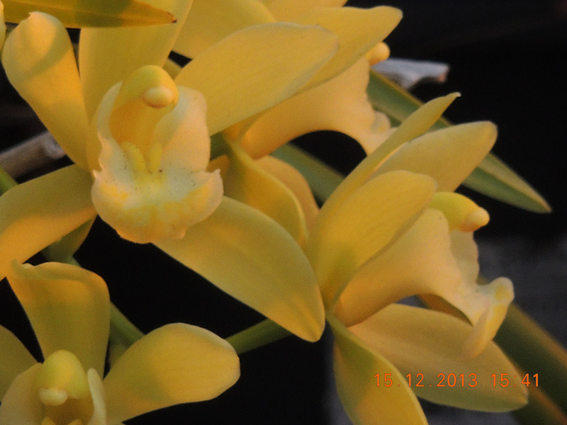 flower #2 477_.jpg
