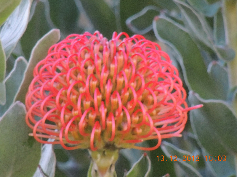 flower #2 408_.jpg