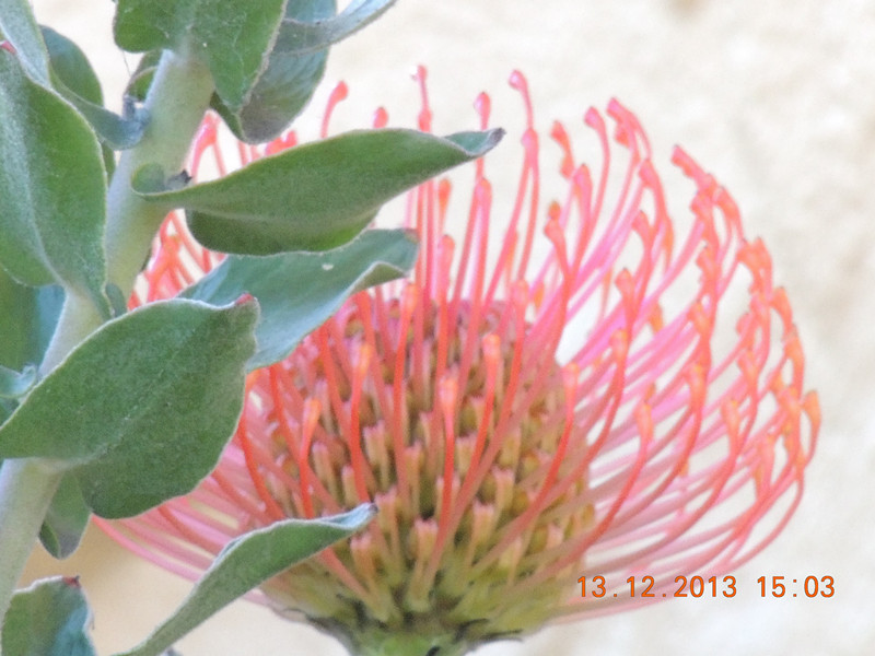 flower #2 409_.jpg