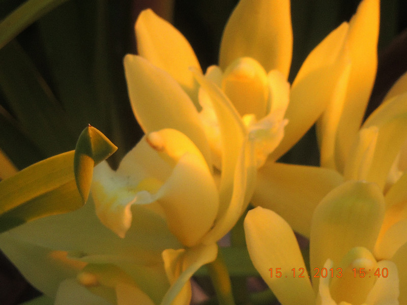 flower #2 475_.jpg