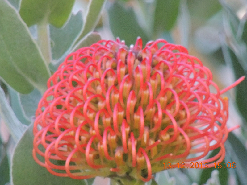 flower #2 436_.jpg