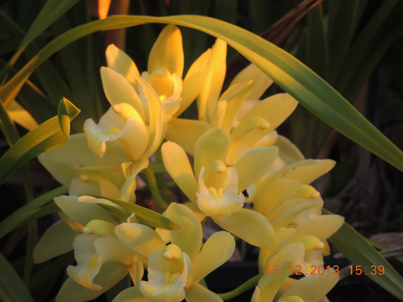 flower #2 469_.jpg