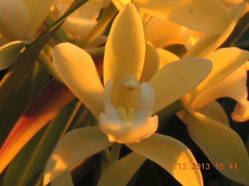flower #2 478_.jpg