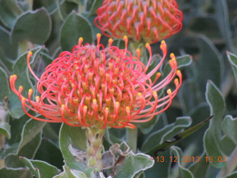 flower #2 405_.jpg