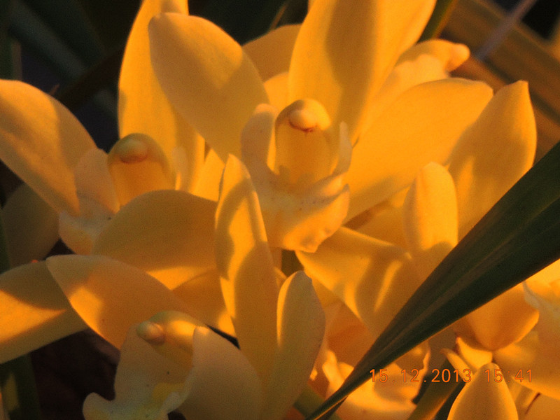 flower #2 479_.jpg