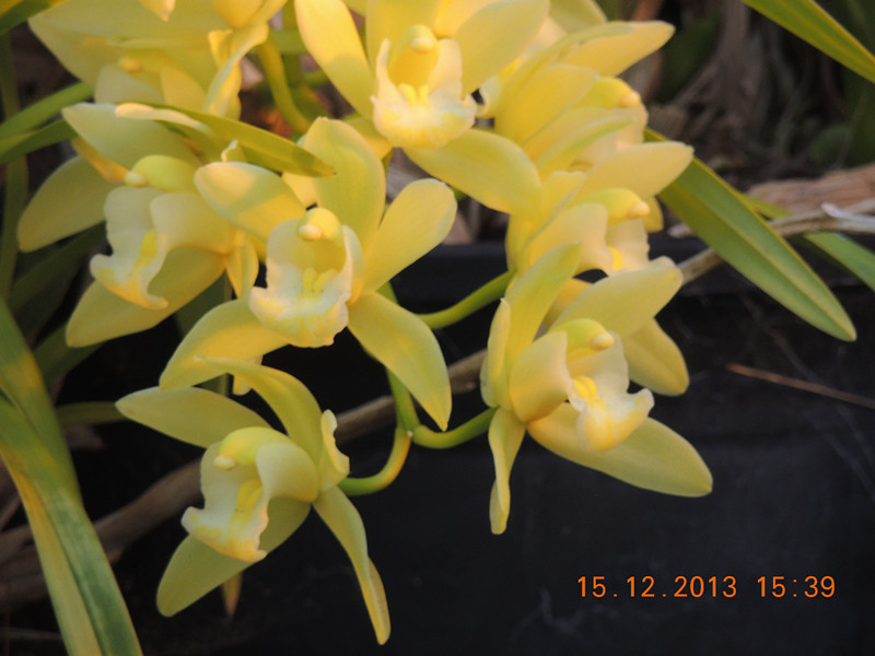 flower #2 468_.jpg
