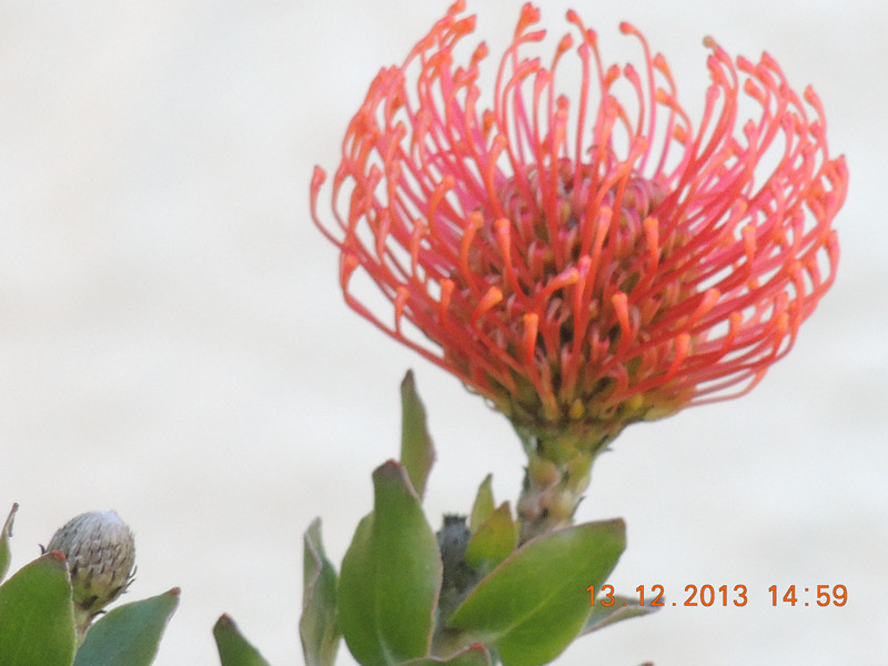 flower #2 385_.jpg
