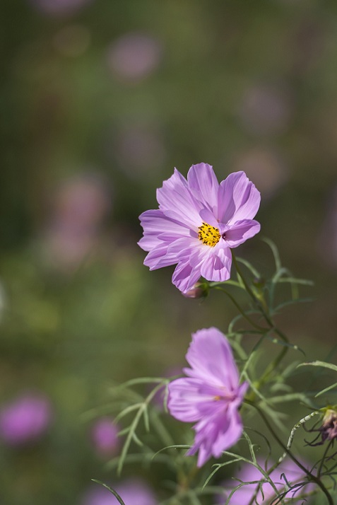 DSC_3593.jpg