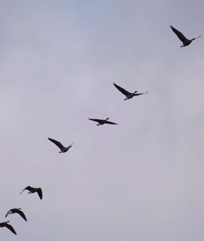C83A0095.JPG