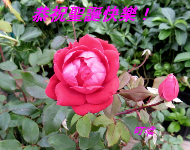 IMG_0001_6174.jpg