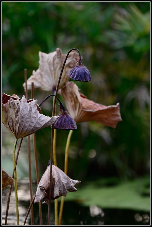 DSC_1246.jpg