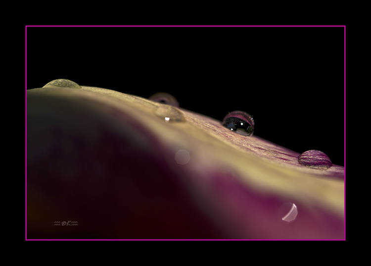 DSC_9698C.jpg