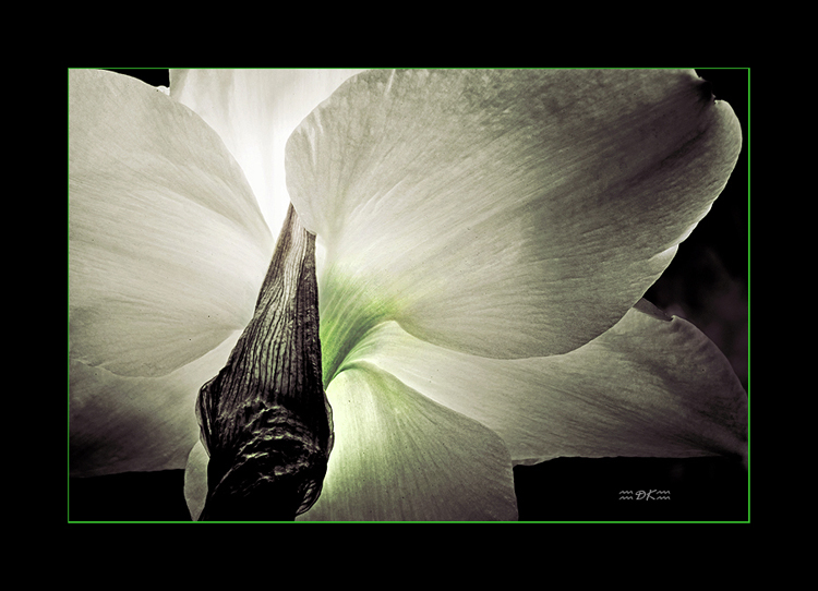 DSC_9084C1.jpg