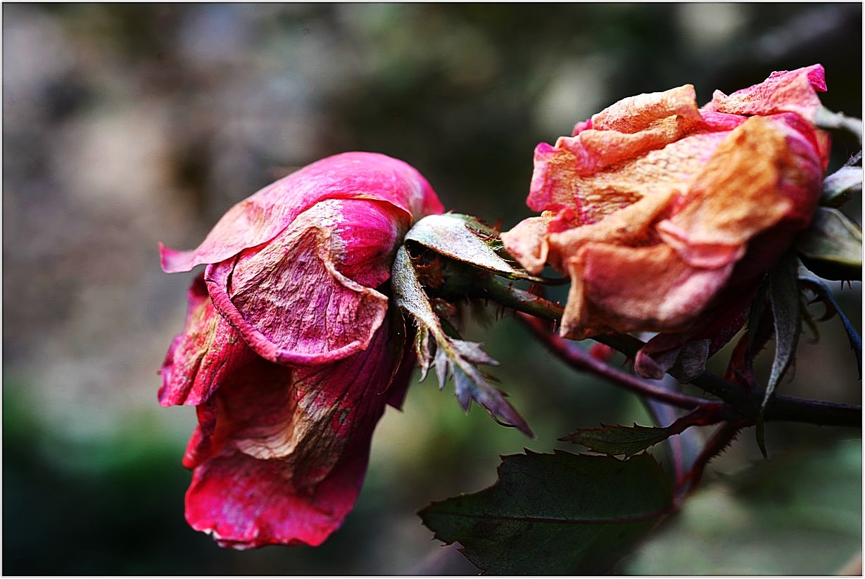 DSC_6826.jpg