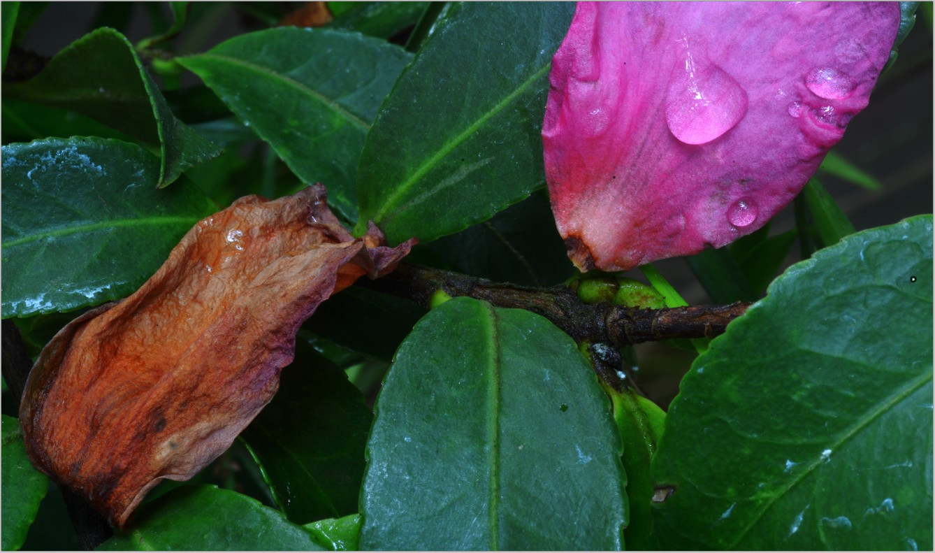 DSC_7657.jpg