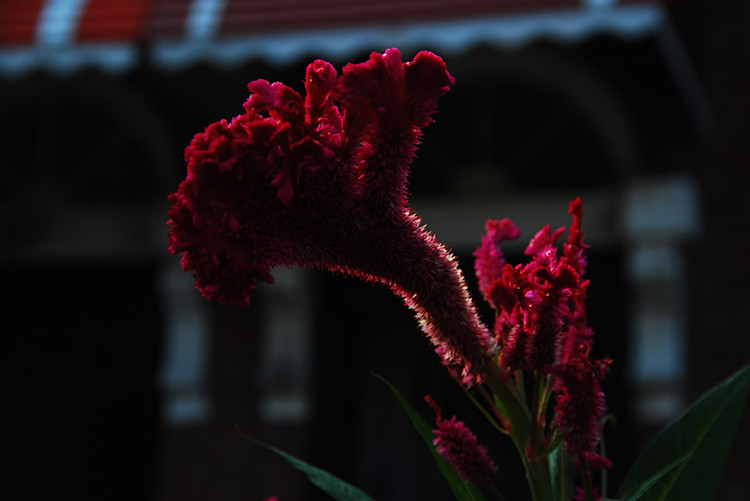 DSC_0130_����.jpg