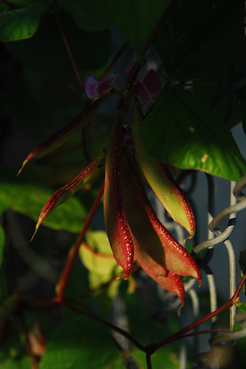 DSC_0115_����.jpg