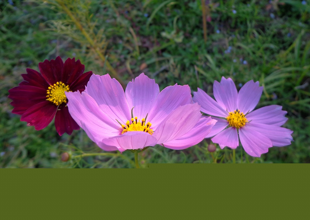 DSC03485.JPG
