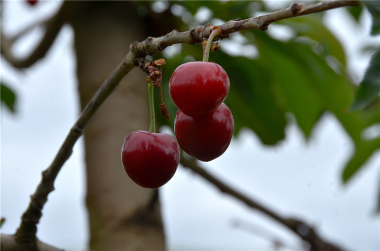 DSC_4085.jpg