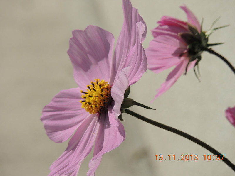 flower #2 248_.jpg