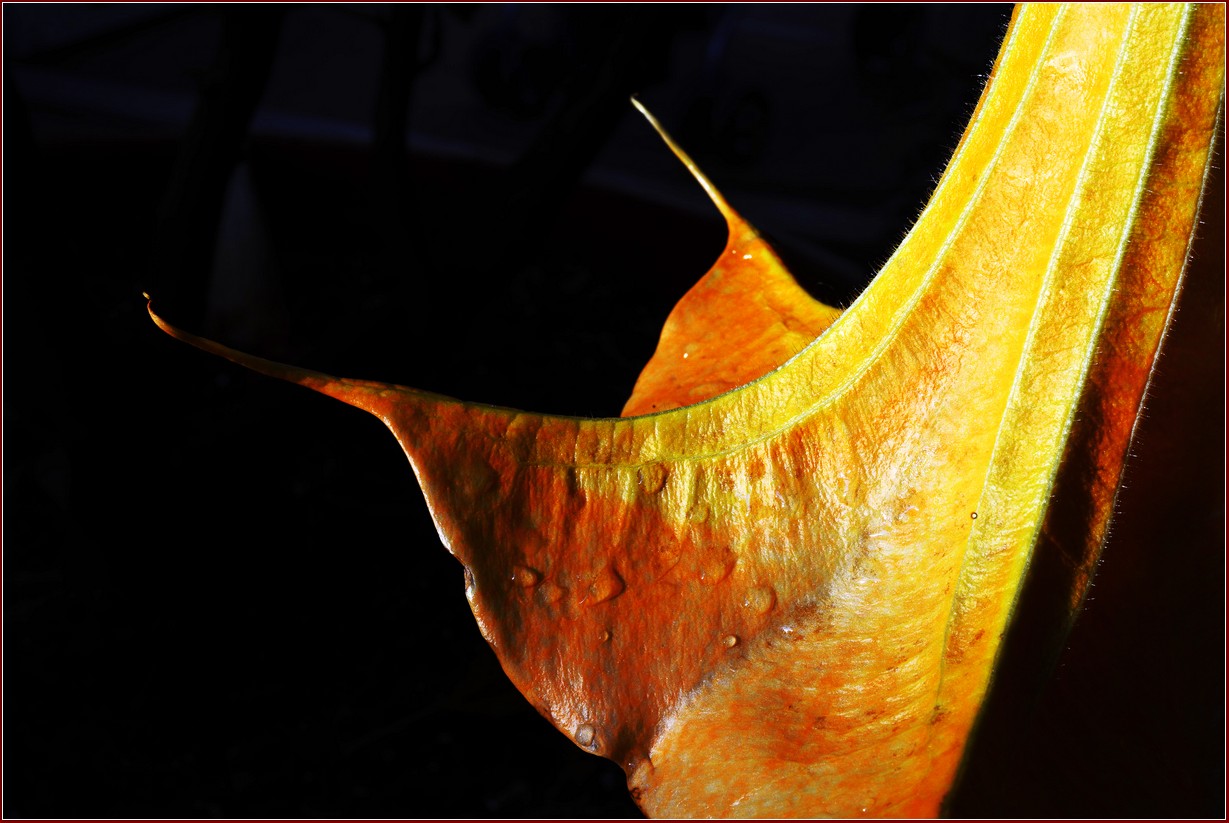 DSC_7819.jpg