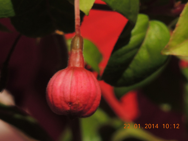 flower #2 987_.jpg