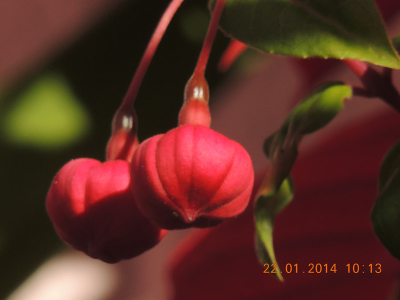 flower #2 990_.jpg