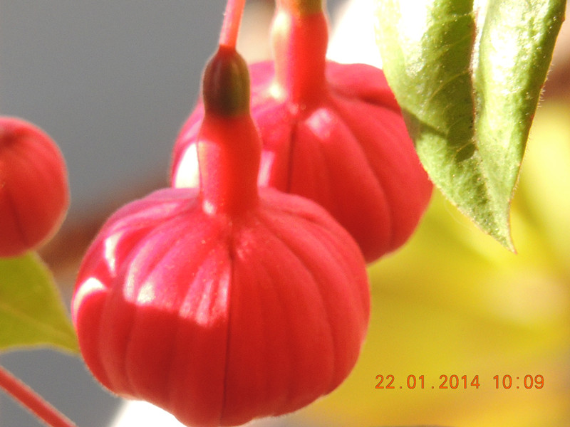 flower #2 977_.jpg