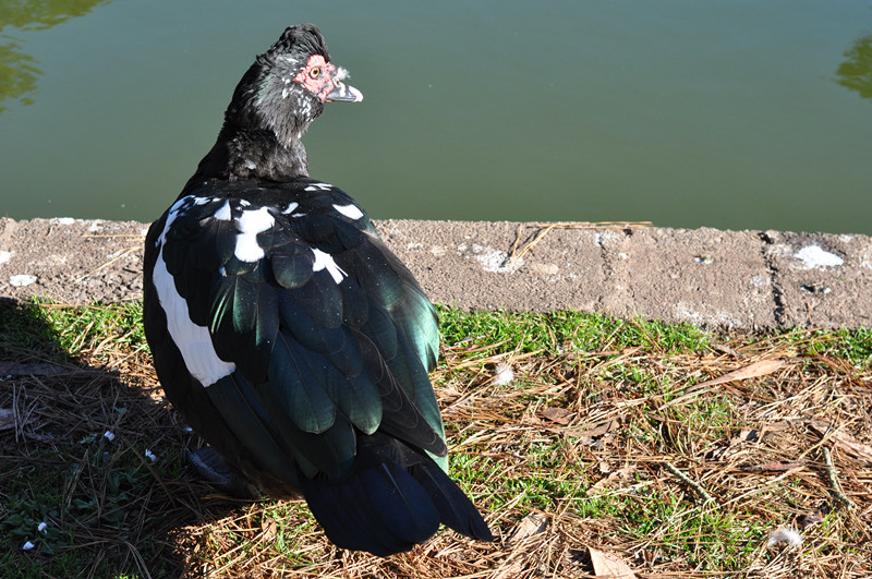 Golden gate park 254_.jpg