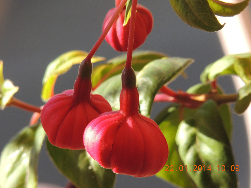 flower #2 979_.jpg