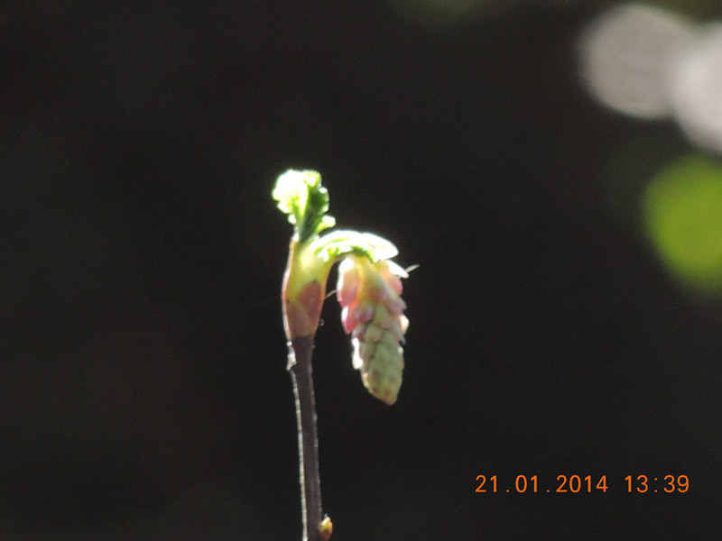 flower #2 973_.jpg
