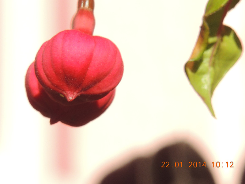 flower #2 986_.jpg