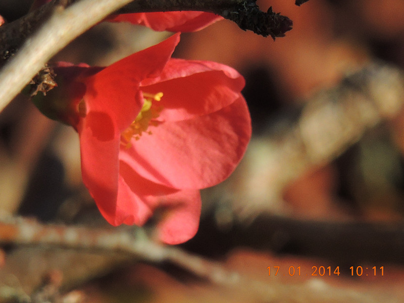 flower #2 816_.jpg