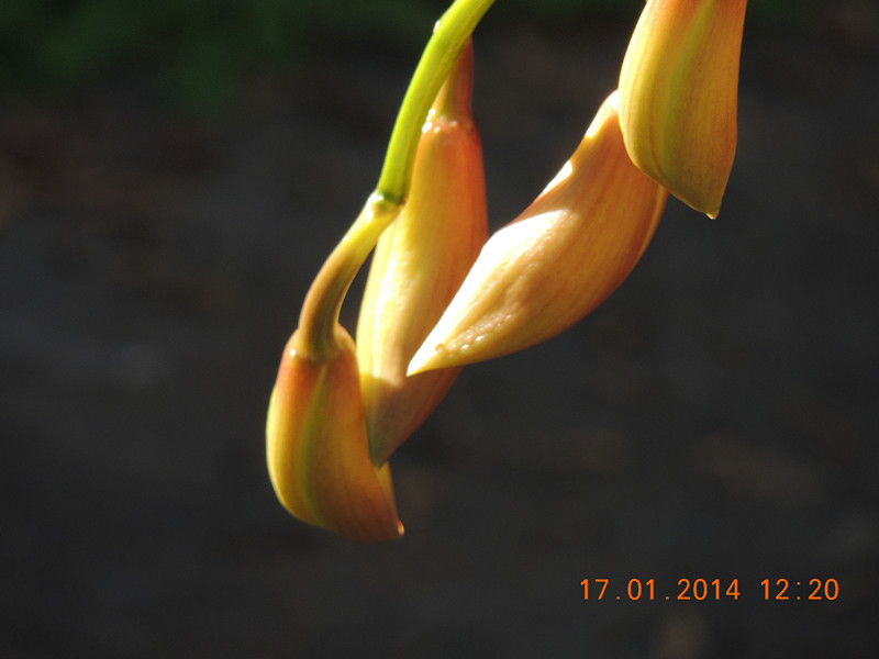 flower #2 867_.jpg