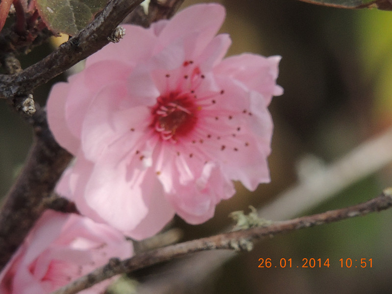 flower #2 1001_.jpg