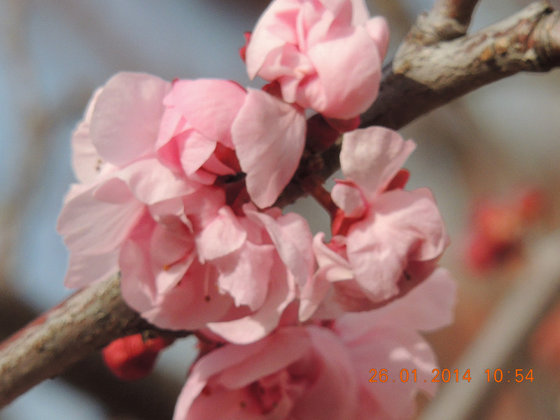 flower #2 1006_.jpg