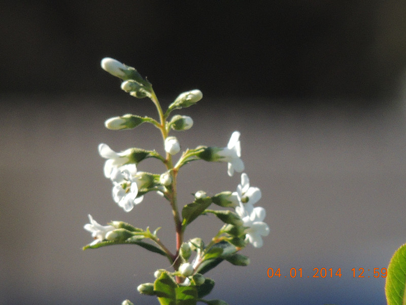 flower #2 662_.jpg