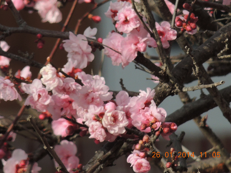 flower #2 1026_.jpg