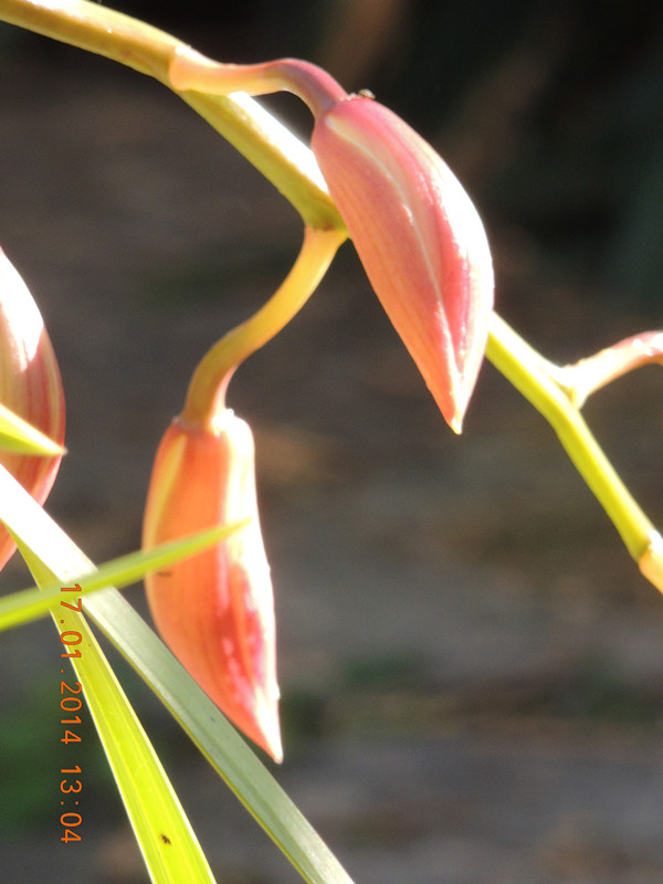 flower #2 892_ת_.jpg