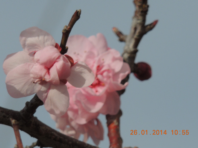 flower #2 1008_.jpg