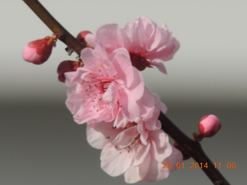 flower #2 1020_.jpg
