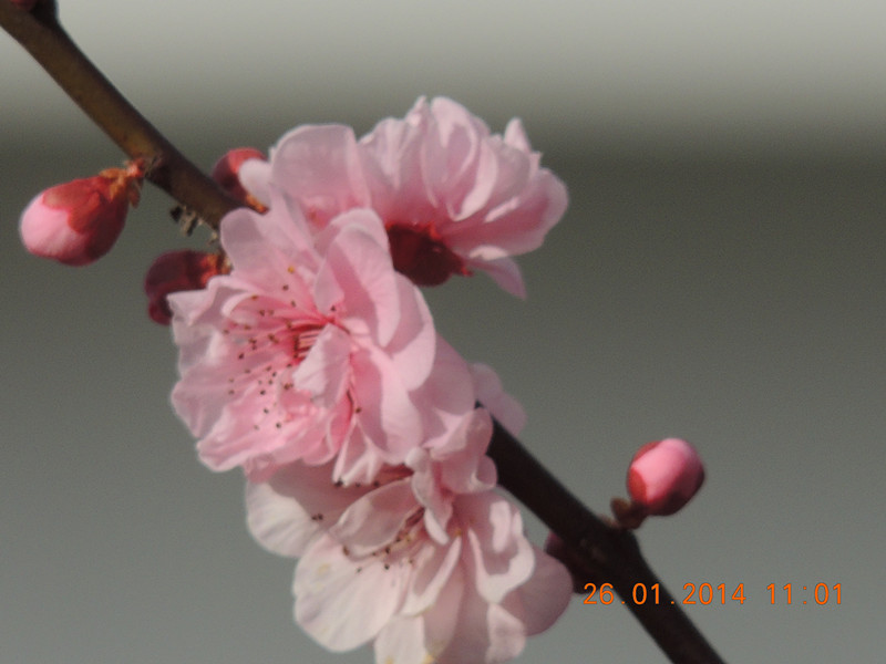 flower #2 1022_.jpg